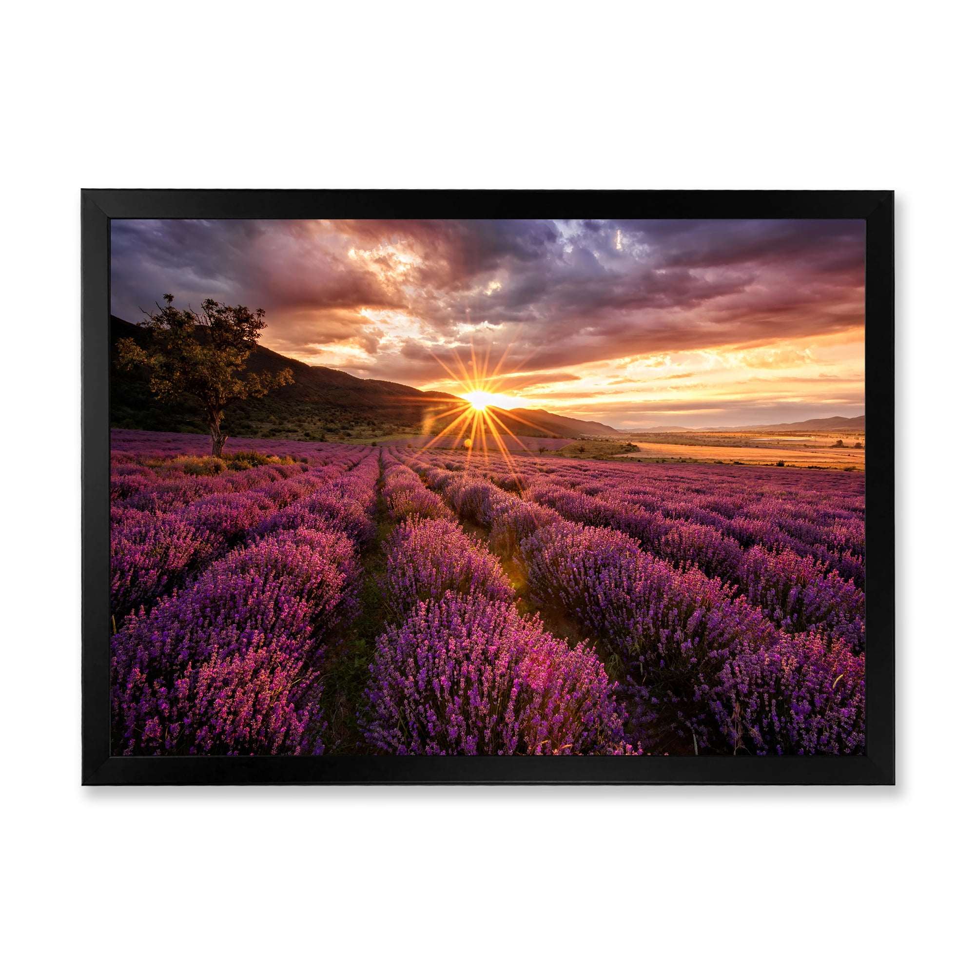 Designart 'Dramatic Clouds and Sunrise Over Lavender Field IV' Farmhouse Framed Art Print