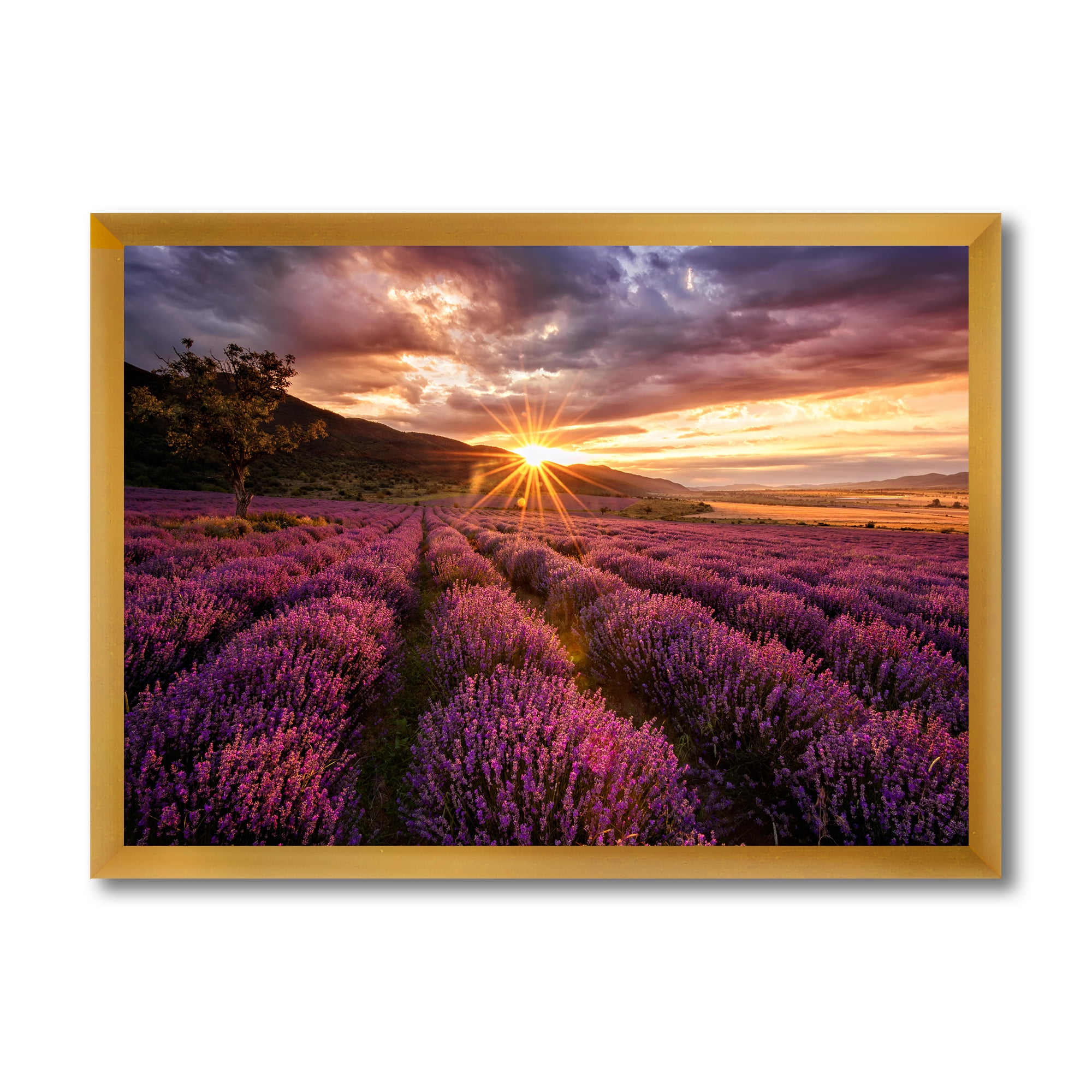 Designart 'Dramatic Clouds and Sunrise Over Lavender Field IV' Farmhouse Framed Art Print