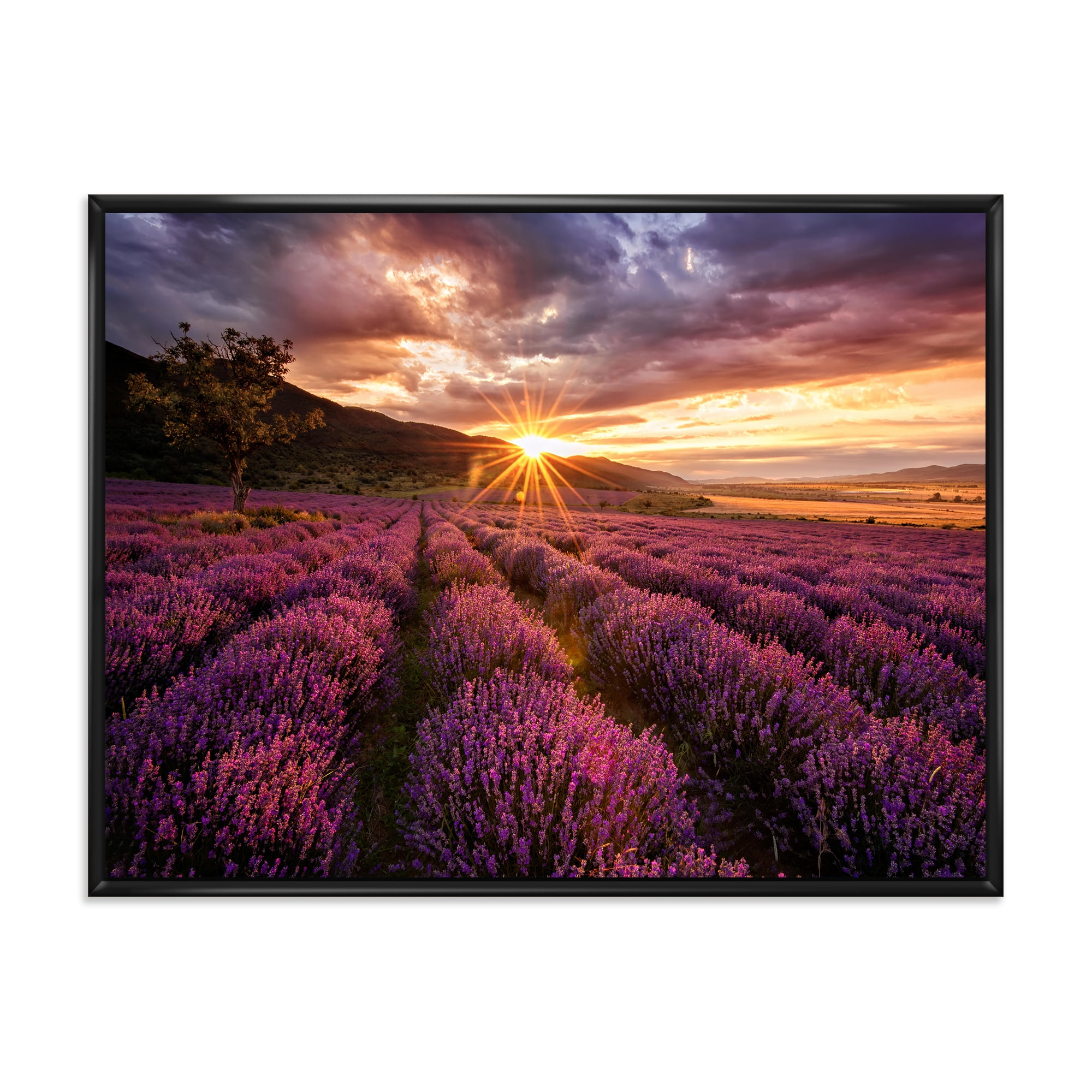 Designart 'Dramatic Clouds and Sunrise Over Lavender Field IV' Farmhouse Framed Canvas Wall Art Print