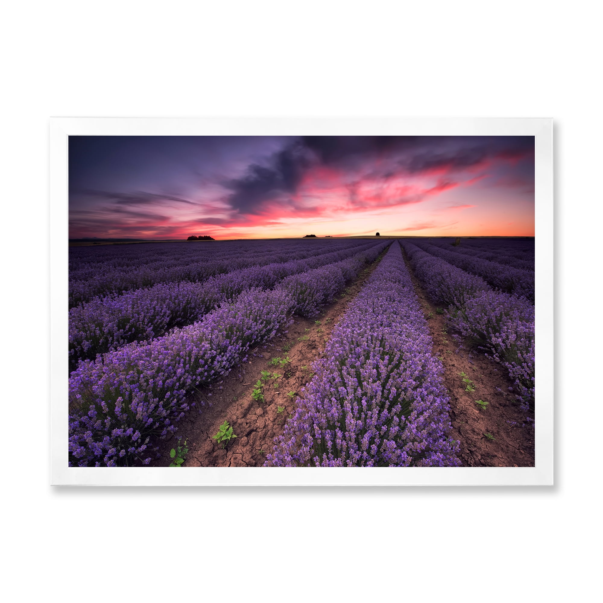 Designart 'Dramatic Clouds and Sunrise Over Lavender Field IX' Farmhouse Framed Art Print