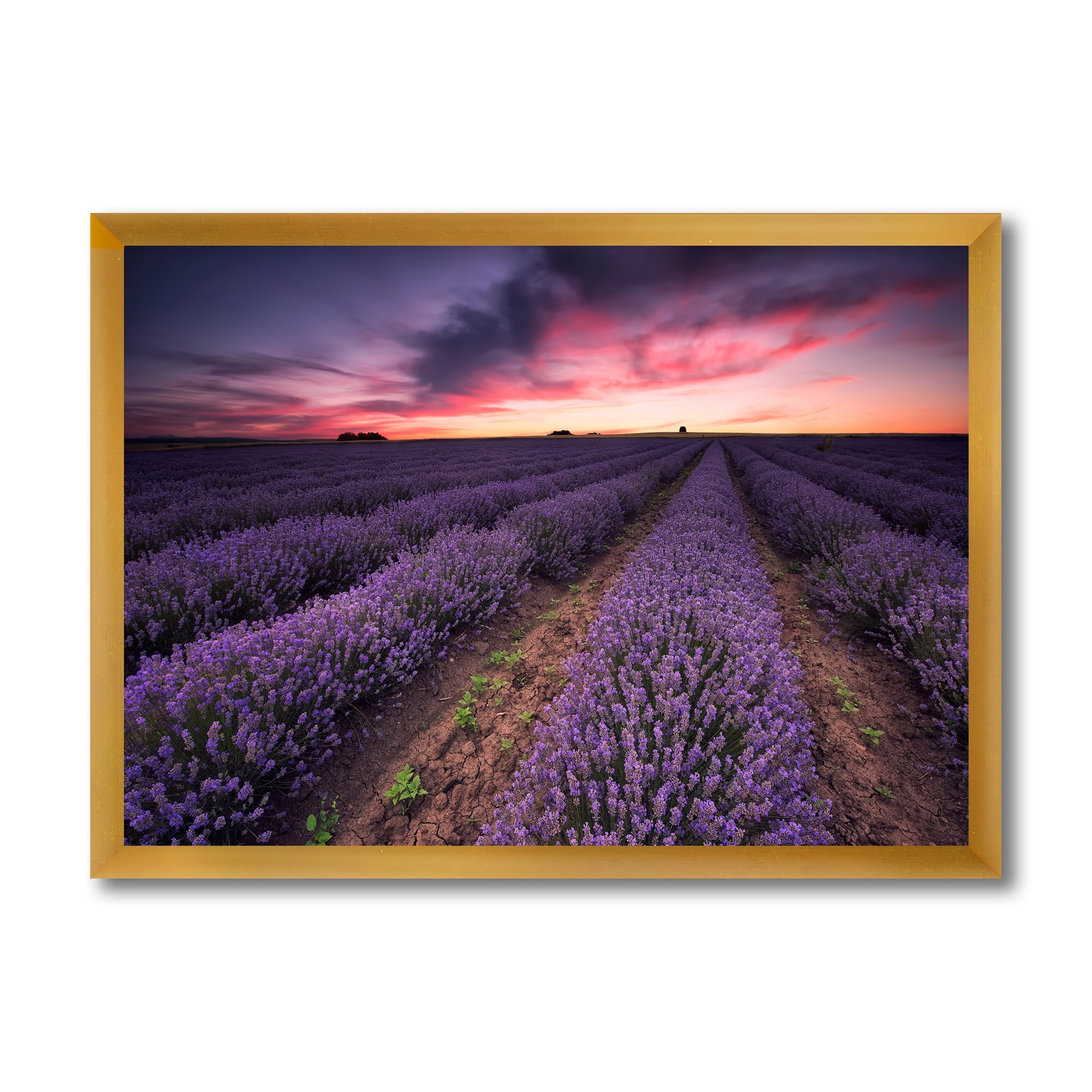 Designart 'Dramatic Clouds and Sunrise Over Lavender Field IX' Farmhouse Framed Art Print