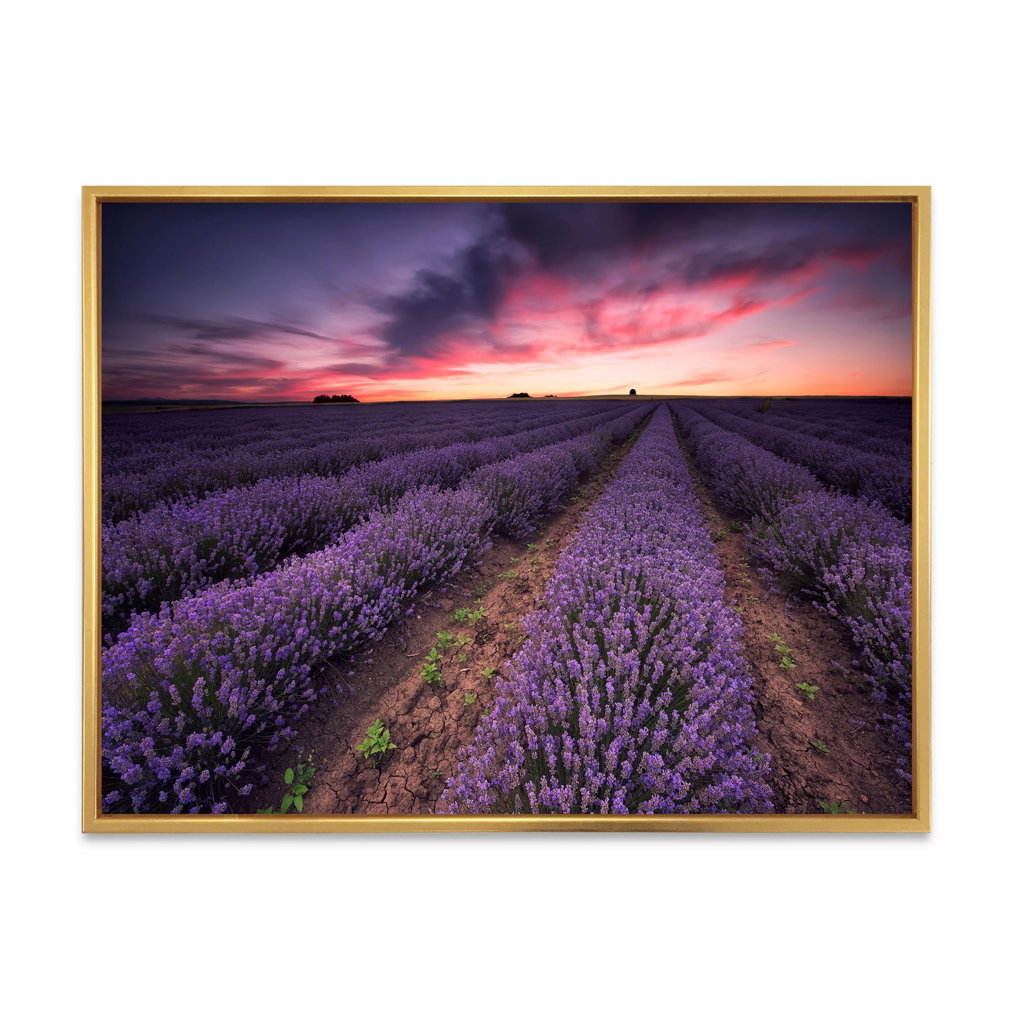 Designart 'Dramatic Clouds and Sunrise Over Lavender Field IX' Farmhouse Framed Canvas Wall Art Print