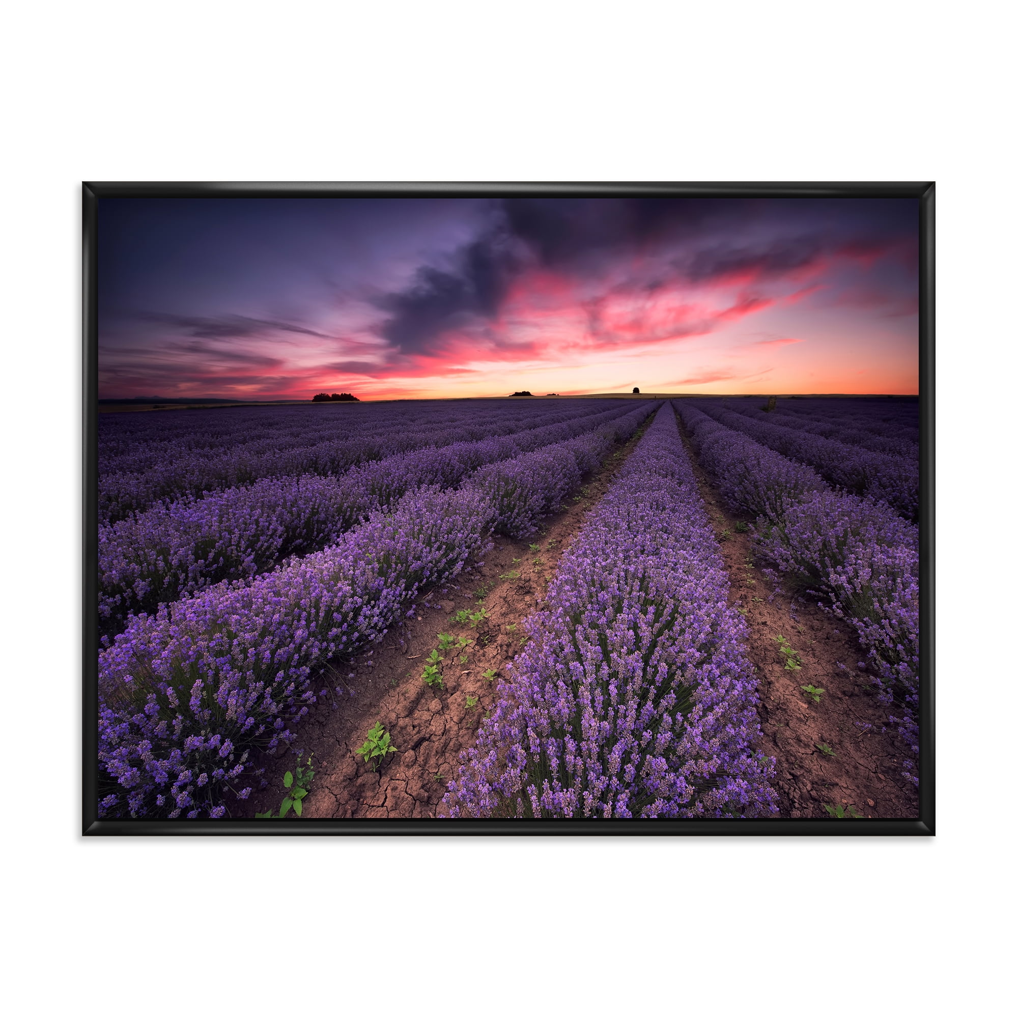 Designart 'Dramatic Clouds and Sunrise Over Lavender Field IX' Farmhouse Framed Canvas Wall Art Print