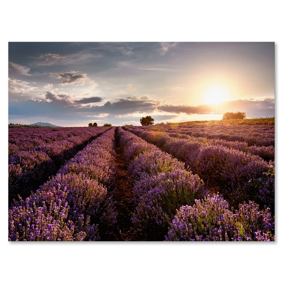 Designart ' Dramatic Clouds and Sunrise Over Lavender Field V ' Farmhouse Canvas Wall Art Print