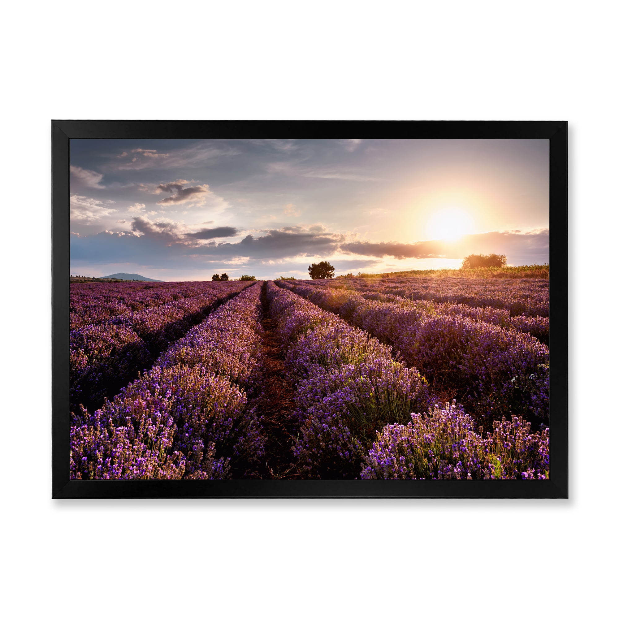 Designart 'Dramatic Clouds and Sunrise Over Lavender Field V' Farmhouse Framed Art Print