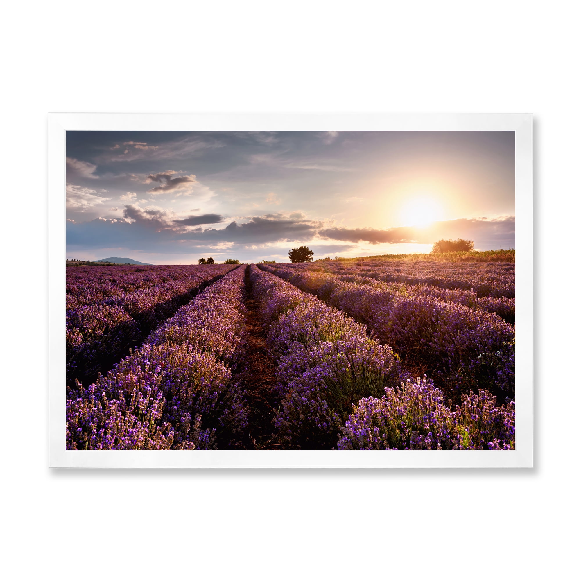Designart 'Dramatic Clouds and Sunrise Over Lavender Field V' Farmhouse Framed Art Print