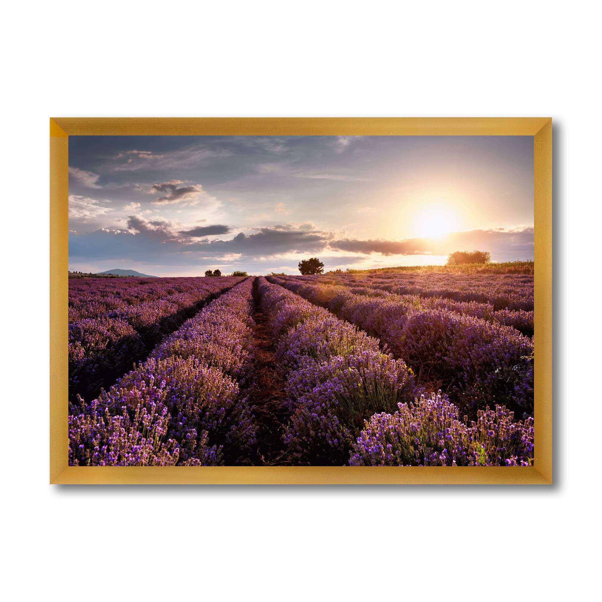 Designart 'Dramatic Clouds and Sunrise Over Lavender Field V' Farmhouse Framed Art Print