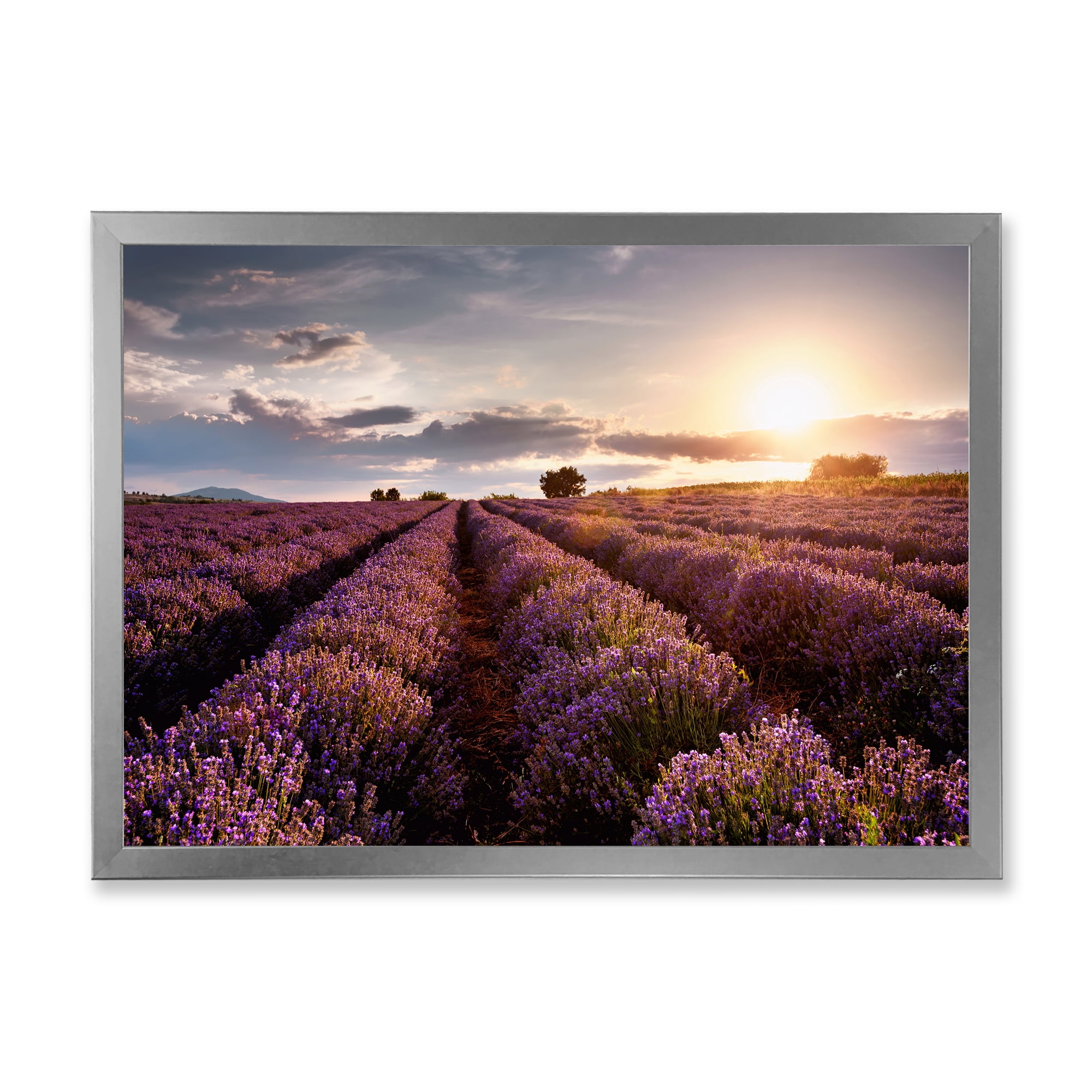 Designart 'Dramatic Clouds and Sunrise Over Lavender Field V' Farmhouse Framed Art Print