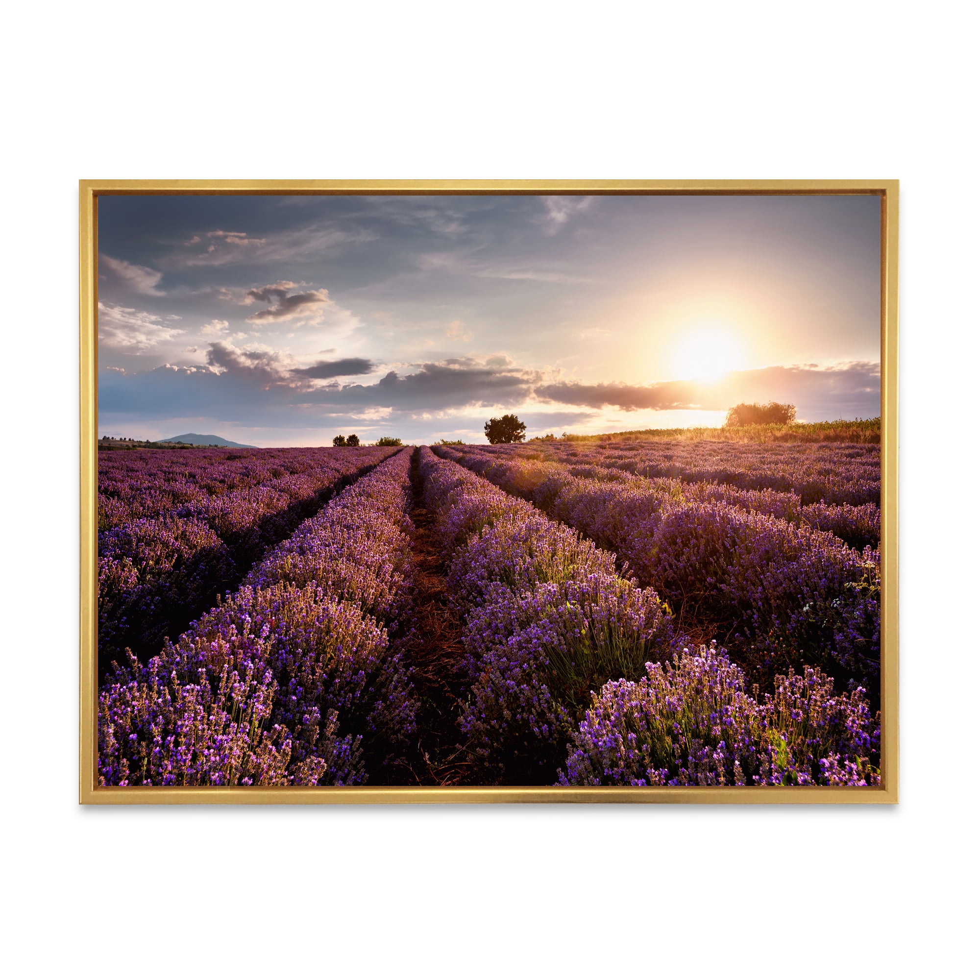 Designart 'Dramatic Clouds and Sunrise Over Lavender Field V' Farmhouse Framed Canvas Wall Art Print