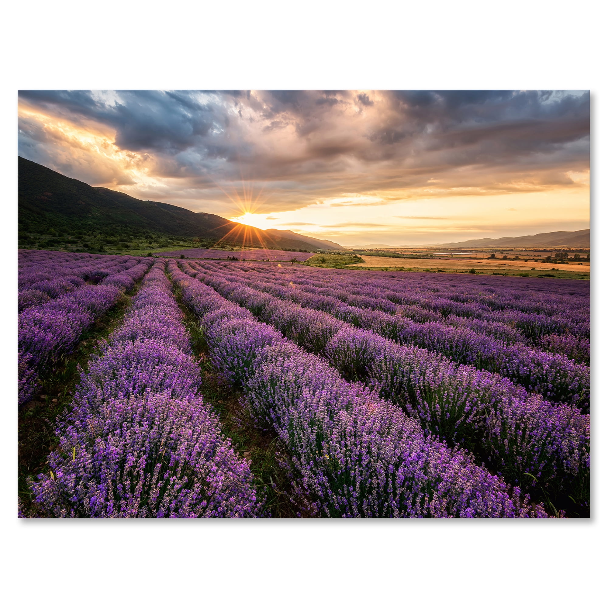 Designart ' Dramatic Clouds and Sunrise Over Lavender Field VI ' Farmhouse Canvas Wall Art Print