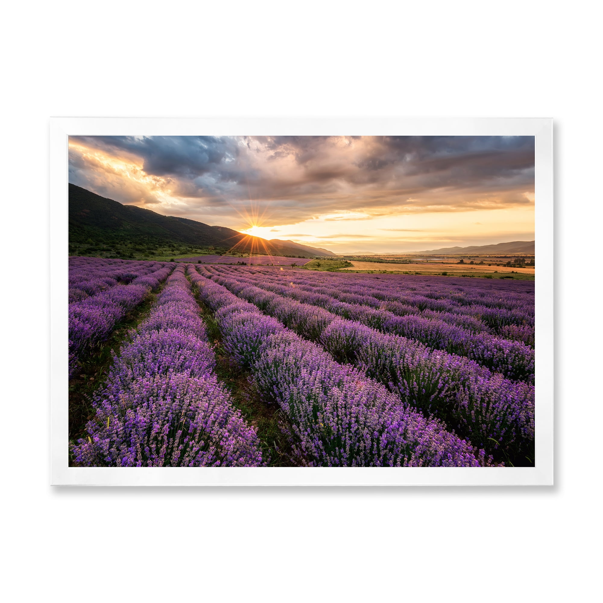Designart 'Dramatic Clouds and Sunrise Over Lavender Field VI' Farmhouse Framed Art Print