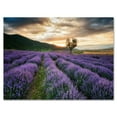 thumbnail image 1 of Designart ' Dramatic Clouds and Sunrise Over Lavender Field VII ' Farmhouse Canvas Wall Art Print, 1 of 4