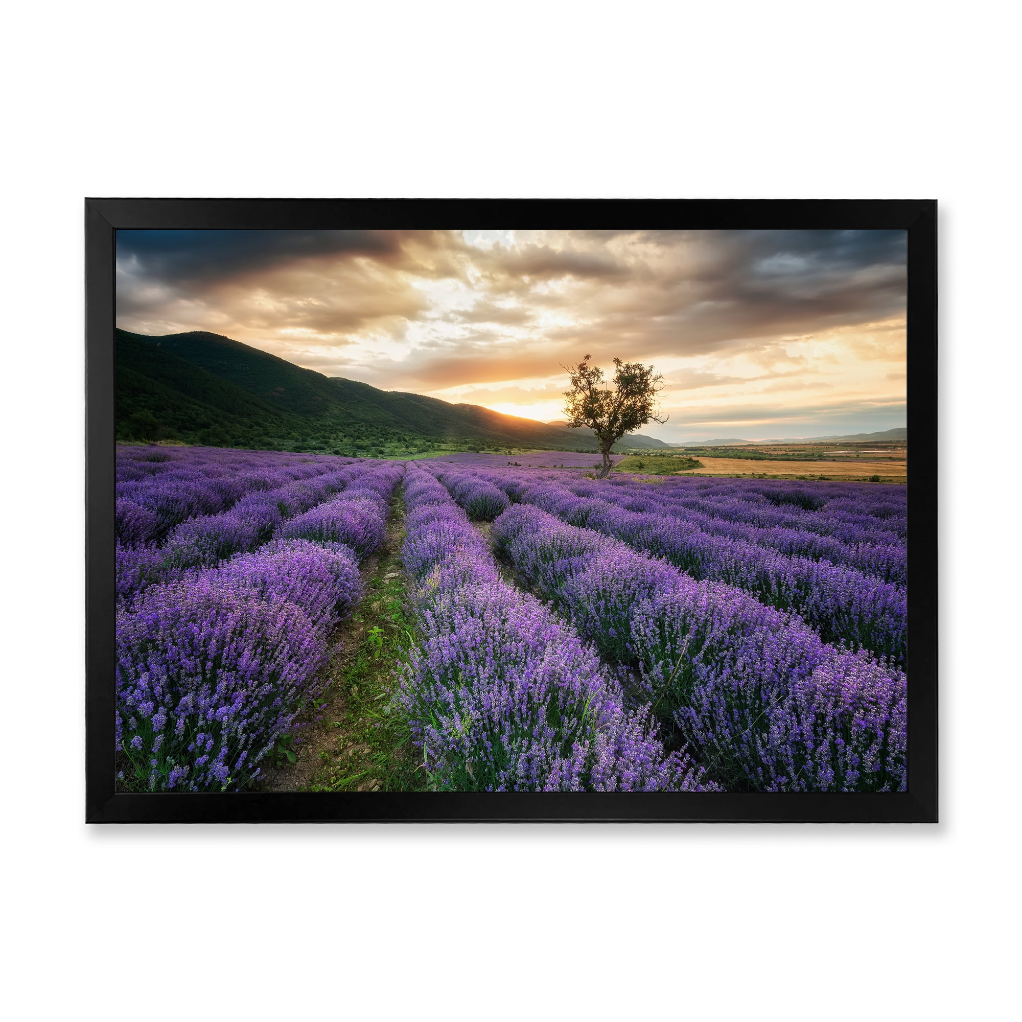 Designart 'Dramatic Clouds and Sunrise Over Lavender Field VII' Farmhouse Framed Art Print