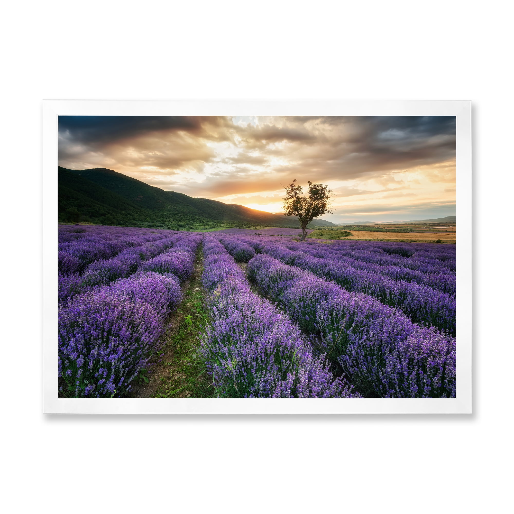 Designart 'Dramatic Clouds and Sunrise Over Lavender Field VII' Farmhouse Framed Art Print