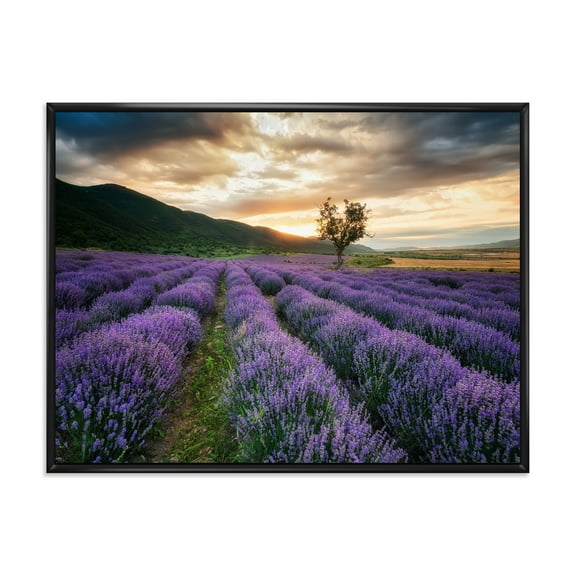 Designart 'Dramatic Clouds and Sunrise Over Lavender Field VII' Farmhouse Framed Canvas Wall Art Print