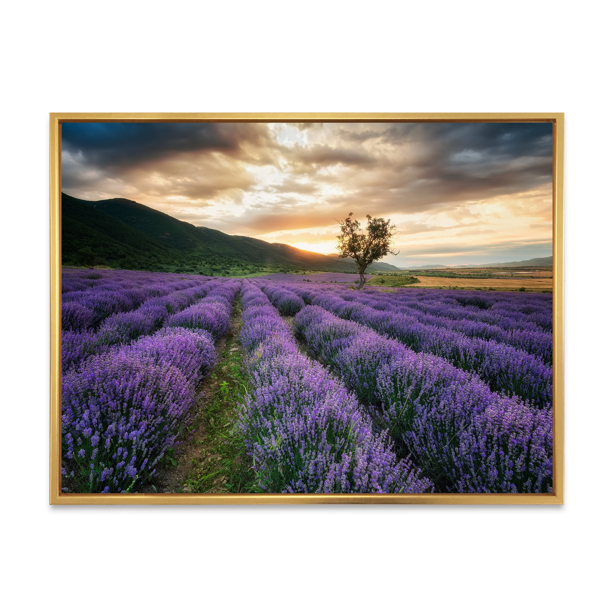 Designart 'Dramatic Clouds and Sunrise Over Lavender Field VII' Farmhouse Framed Canvas Wall Art Print