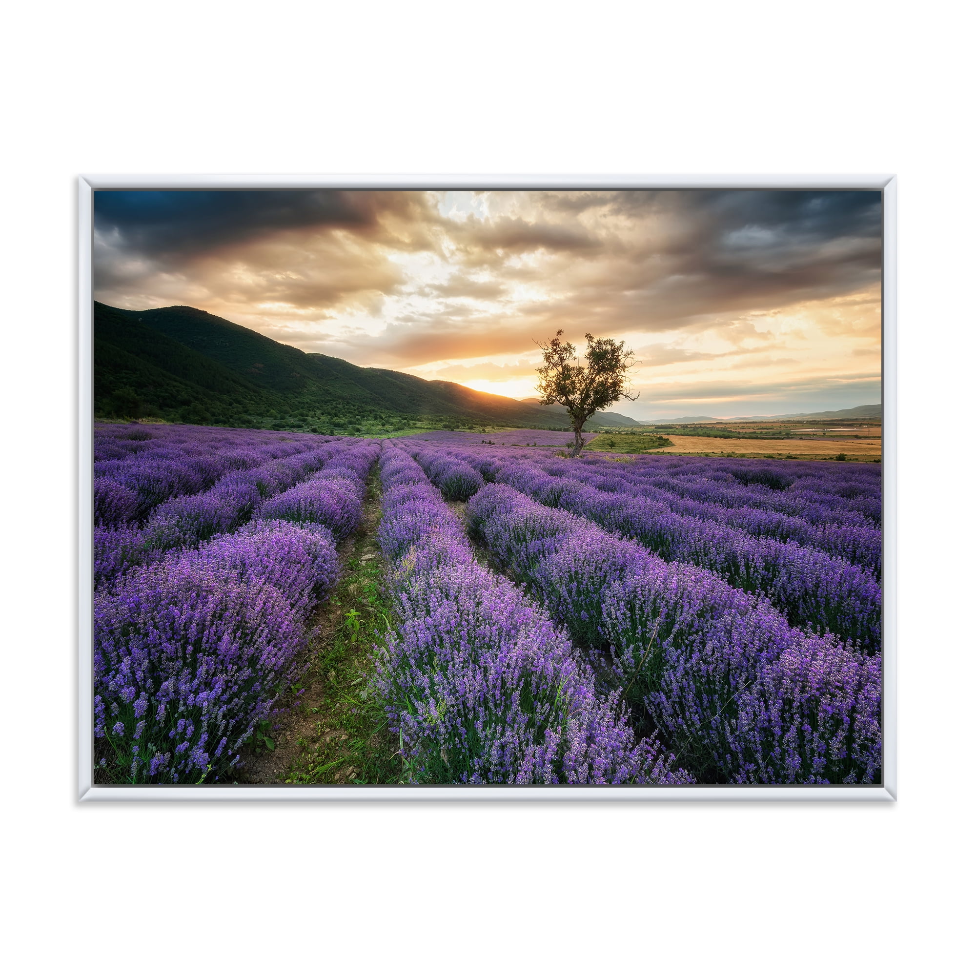 Designart 'Dramatic Clouds and Sunrise Over Lavender Field VII' Farmhouse Framed Canvas Wall Art Print