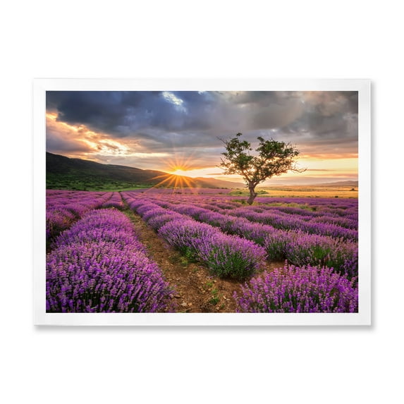 Designart 'Dramatic Clouds and Sunrise Over Lavender Field VIII' Farmhouse Framed Art Print