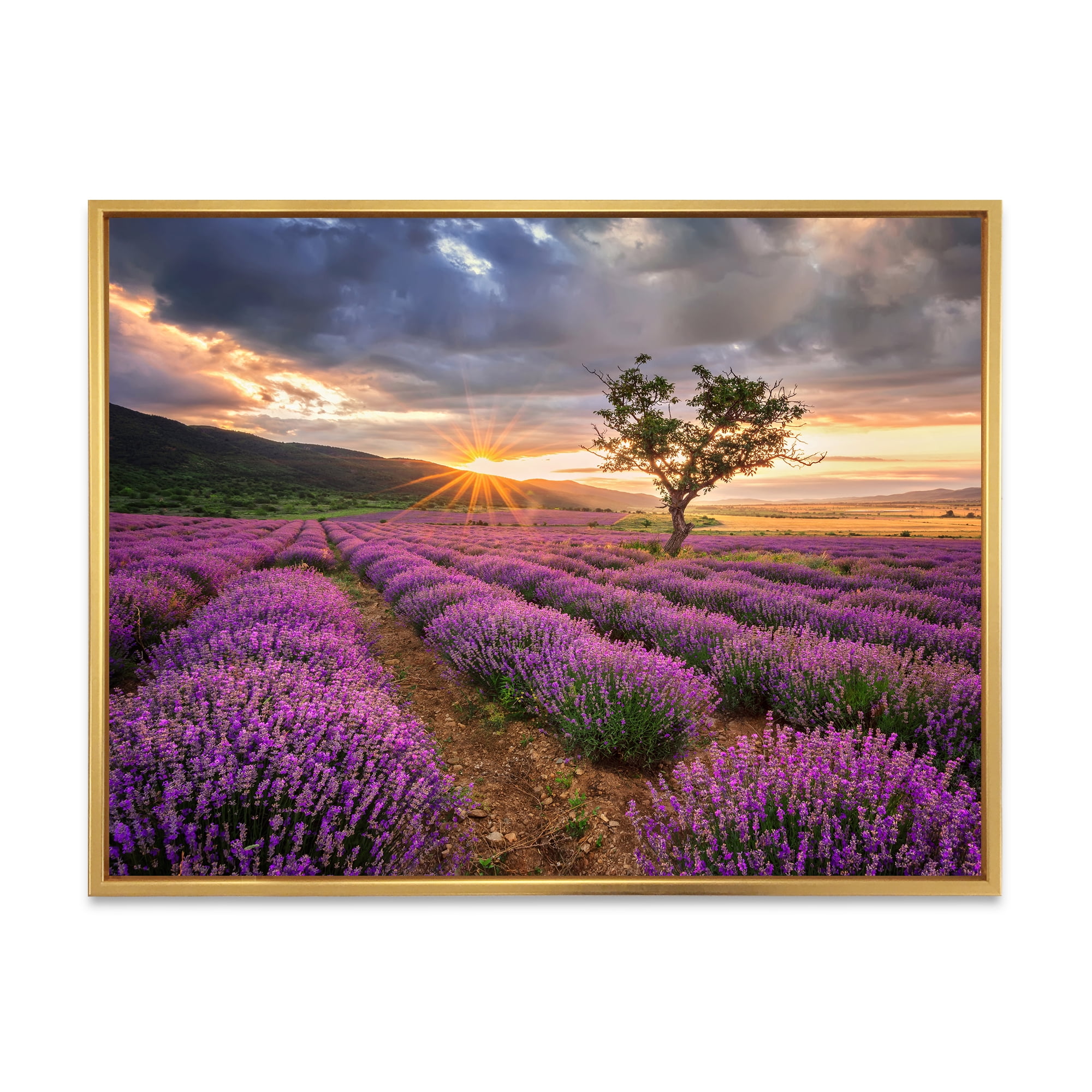 Designart 'Dramatic Clouds and Sunrise Over Lavender Field VIII' Farmhouse Framed Canvas Wall Art Print