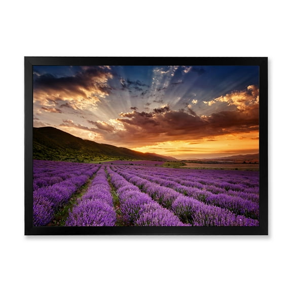 Designart 'Dramatic Clouds and Sunrise Over Lavender Field X' Farmhouse Framed Art Print