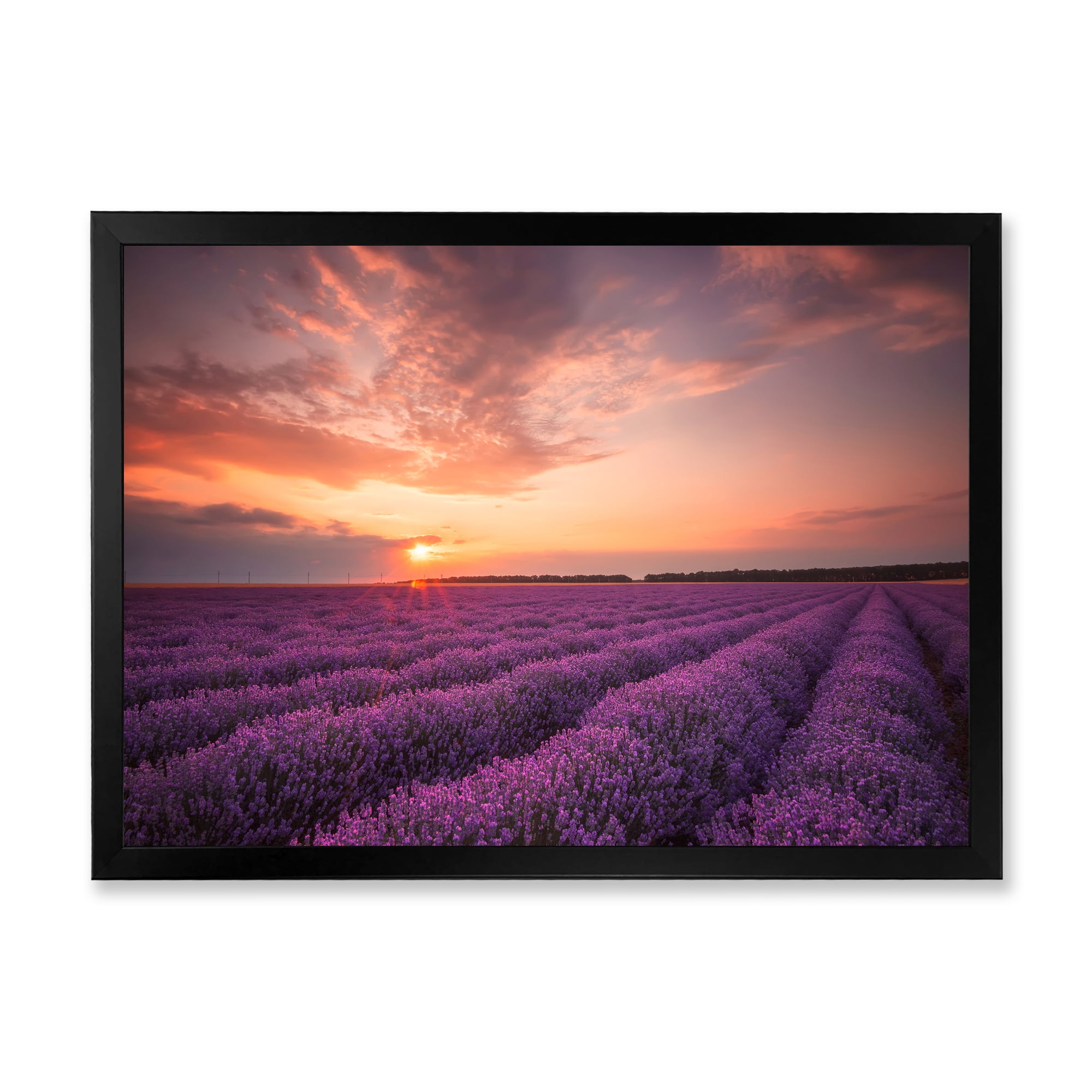 Designart 'Dramatic Clouds and Sunrise Over Lavender Field XII' Farmhouse Framed Art Print