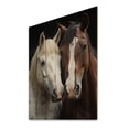 thumbnail image 1 of Designart "Dynamic Equine Duo White and Brown Horse IV" Animals Print on Natural Pine Wood, 1 of 5