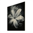 thumbnail image 1 of Designart "Exotic Plumeria Bloom in Black and White II" Floral Print on Natural Pine Wood, 1 of 5