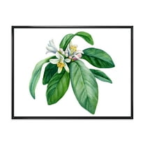 Designart 'Flowering Mandarin With Branch' Traditional Framed Canvas Wall Art Print