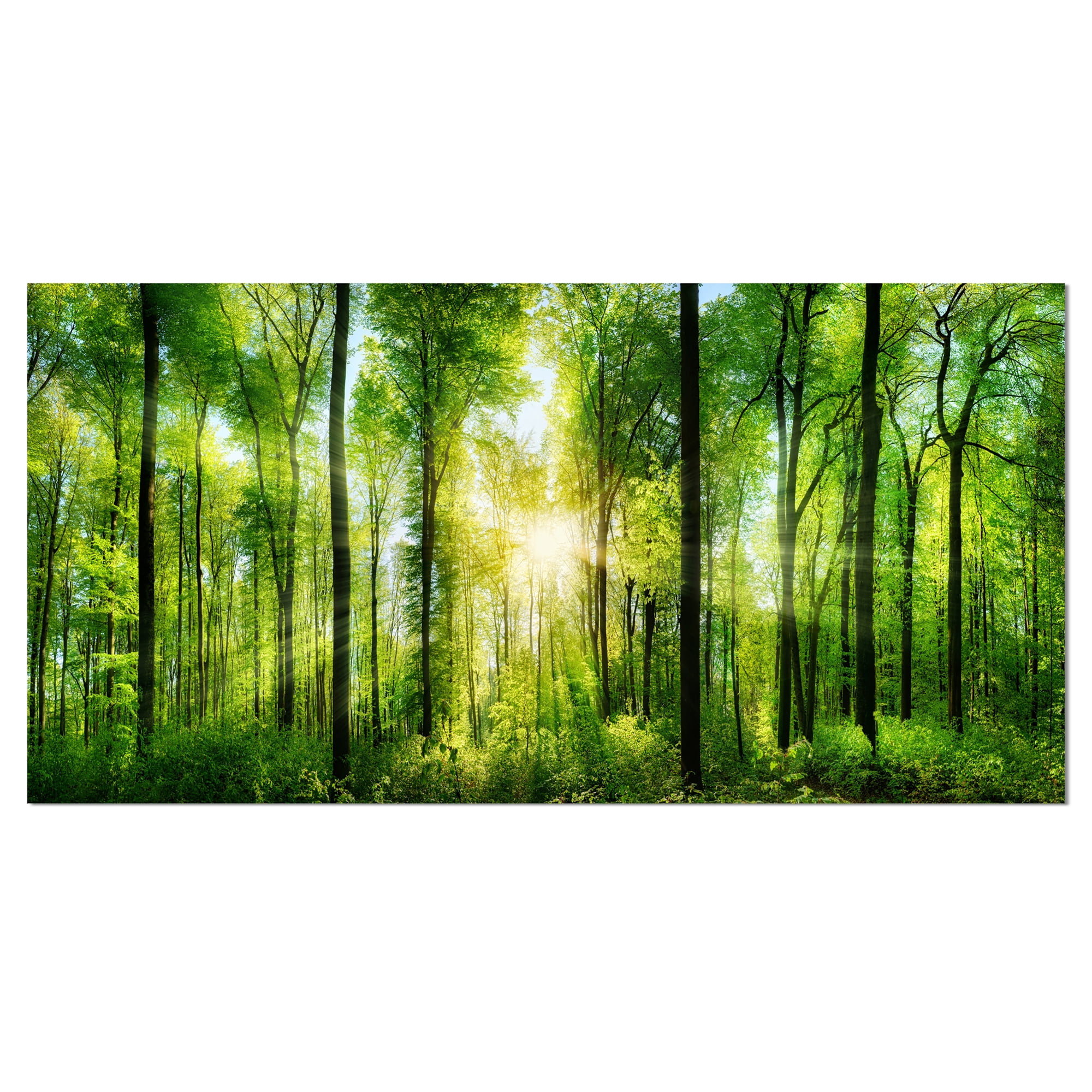 Sunlit Forest Panorama Abstract Landscape Canvas Art