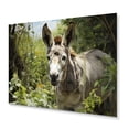 thumbnail image 1 of Designart "Gentle Companion Grey Donkey in Pastoral" Animals Metal Wall Art Prints, 1 of 5