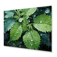 thumbnail image 1 of Designart "Gossamer Veil Ferns Plant art painting I" Floral Metal Wall Decor, 1 of 5