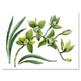 thumbnail image 1 of Designart ' Green Orchid Flowers On White ' Traditional Canvas Wall Art Print, 1 of 4