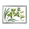 thumbnail image 1 of Designart 'Green Orchid Flowers On White' Traditional Framed Art Print, 1 of 4