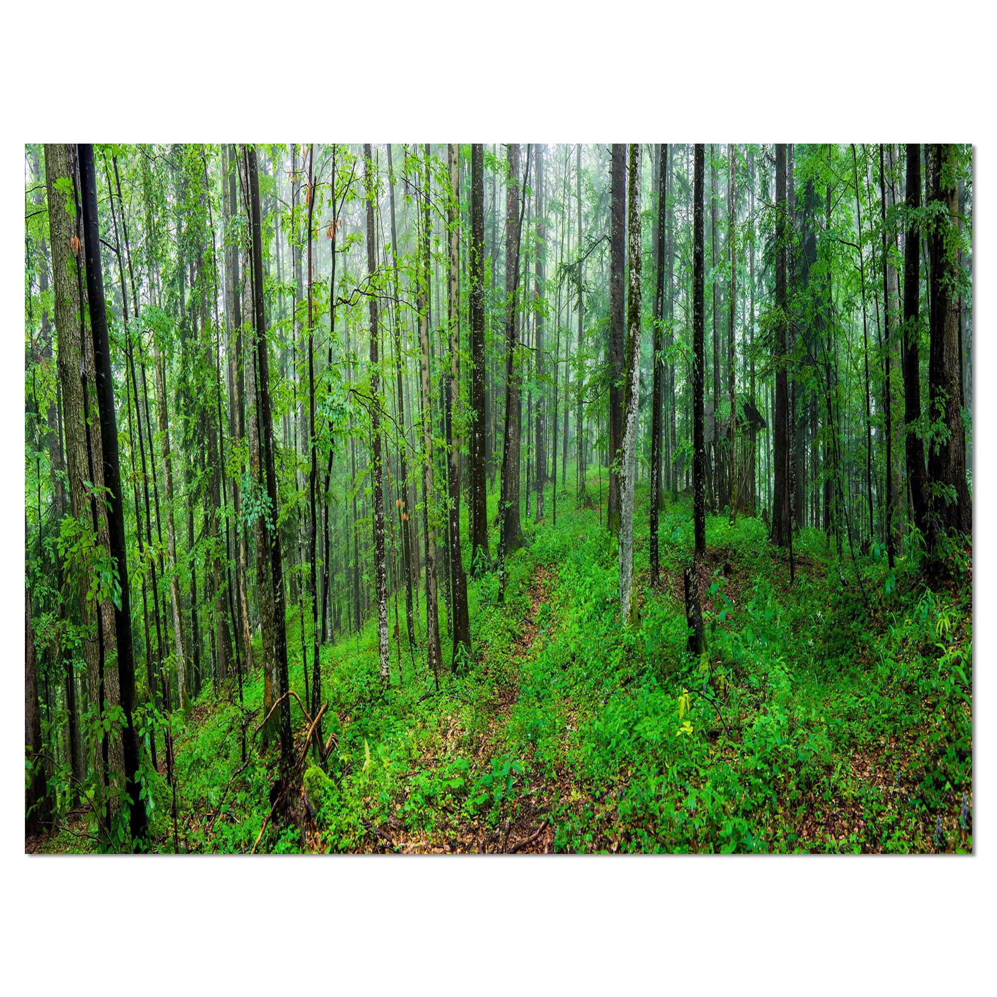 Designart 'Green Wild Forest with Dense Trees ' Forest Canvas Art Print