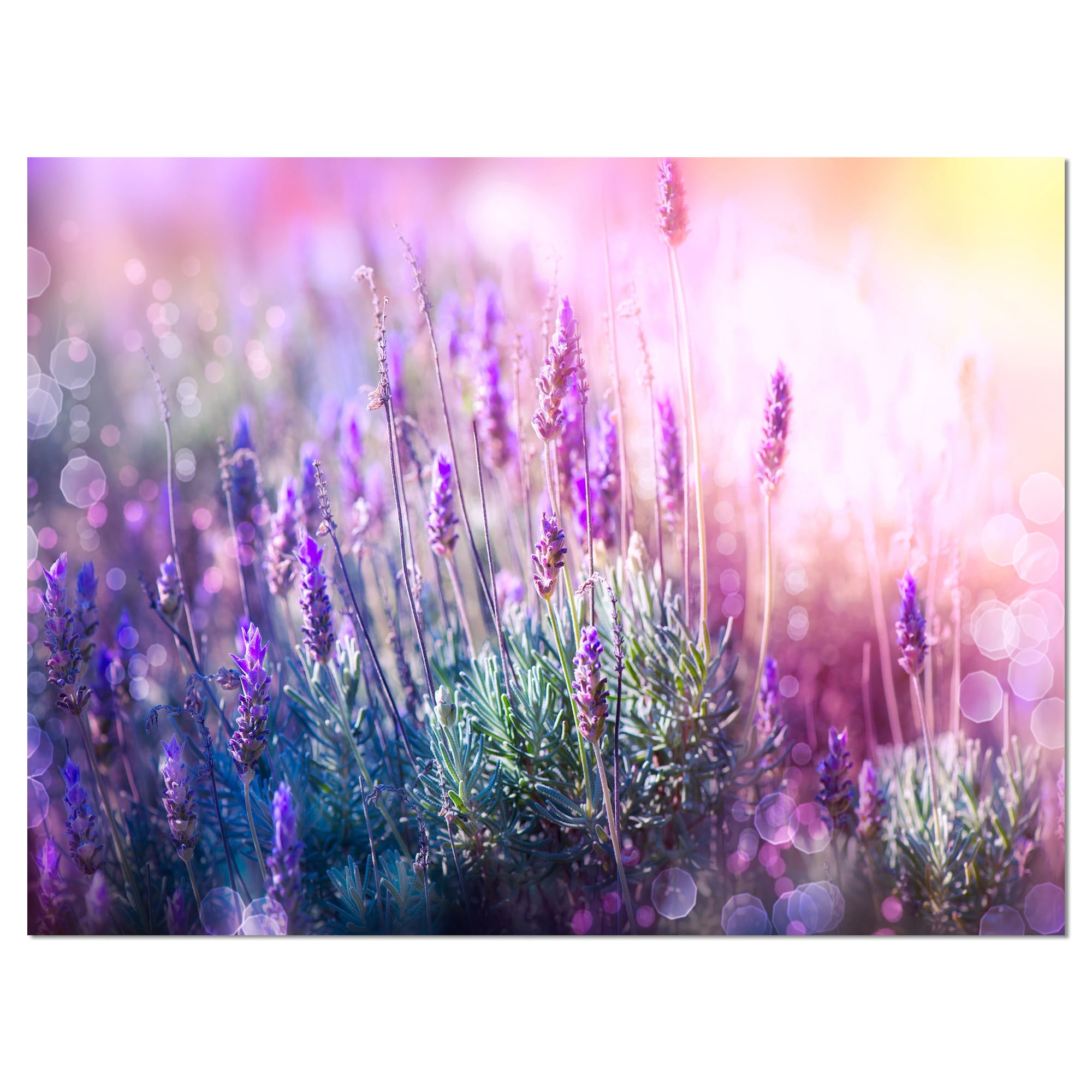 Designart 'Growing and Blooming Lavender ' Floral Canvas Art print