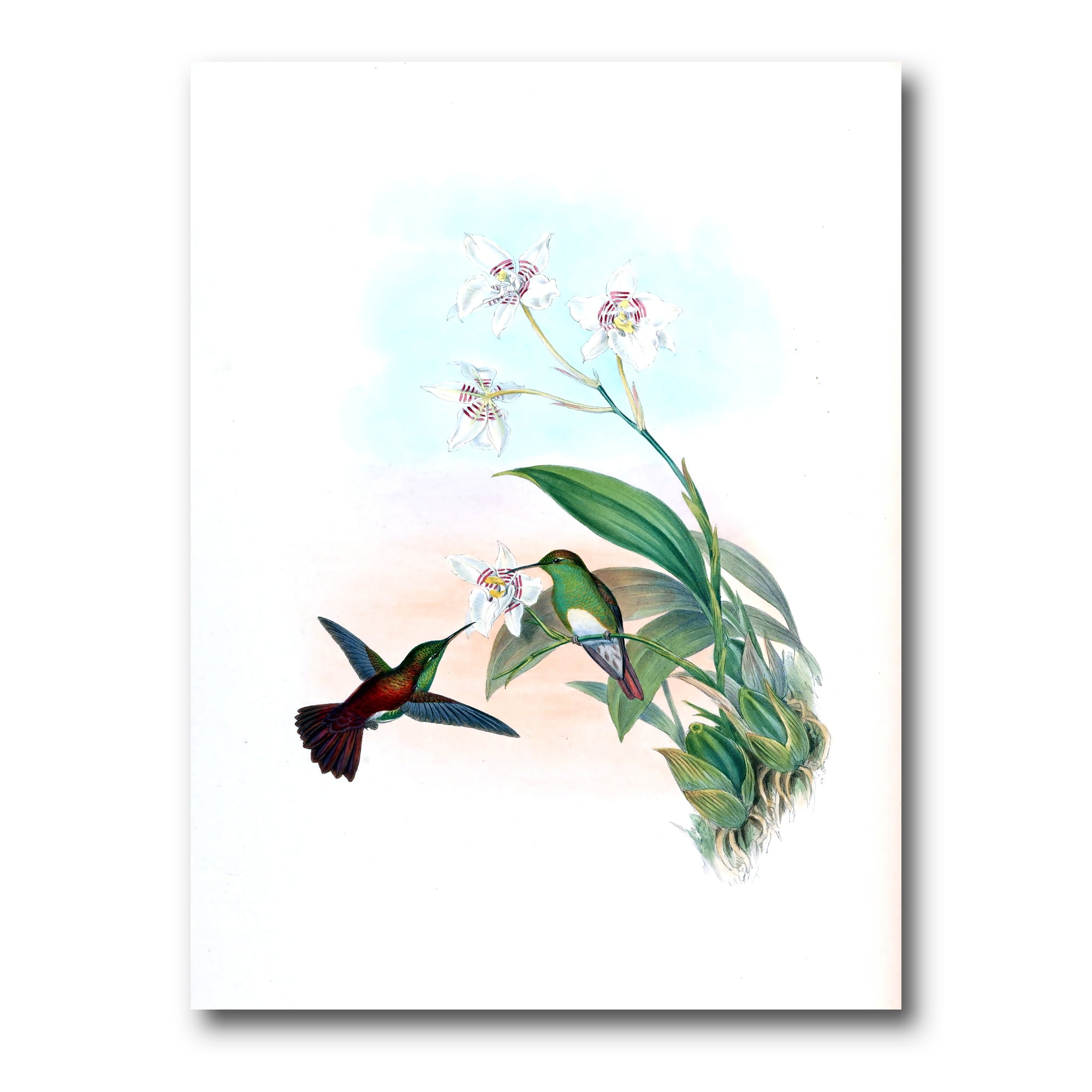Designart ' Historic Hummingbird Flying To A Flower ' Traditional Canvas Wall Art Print