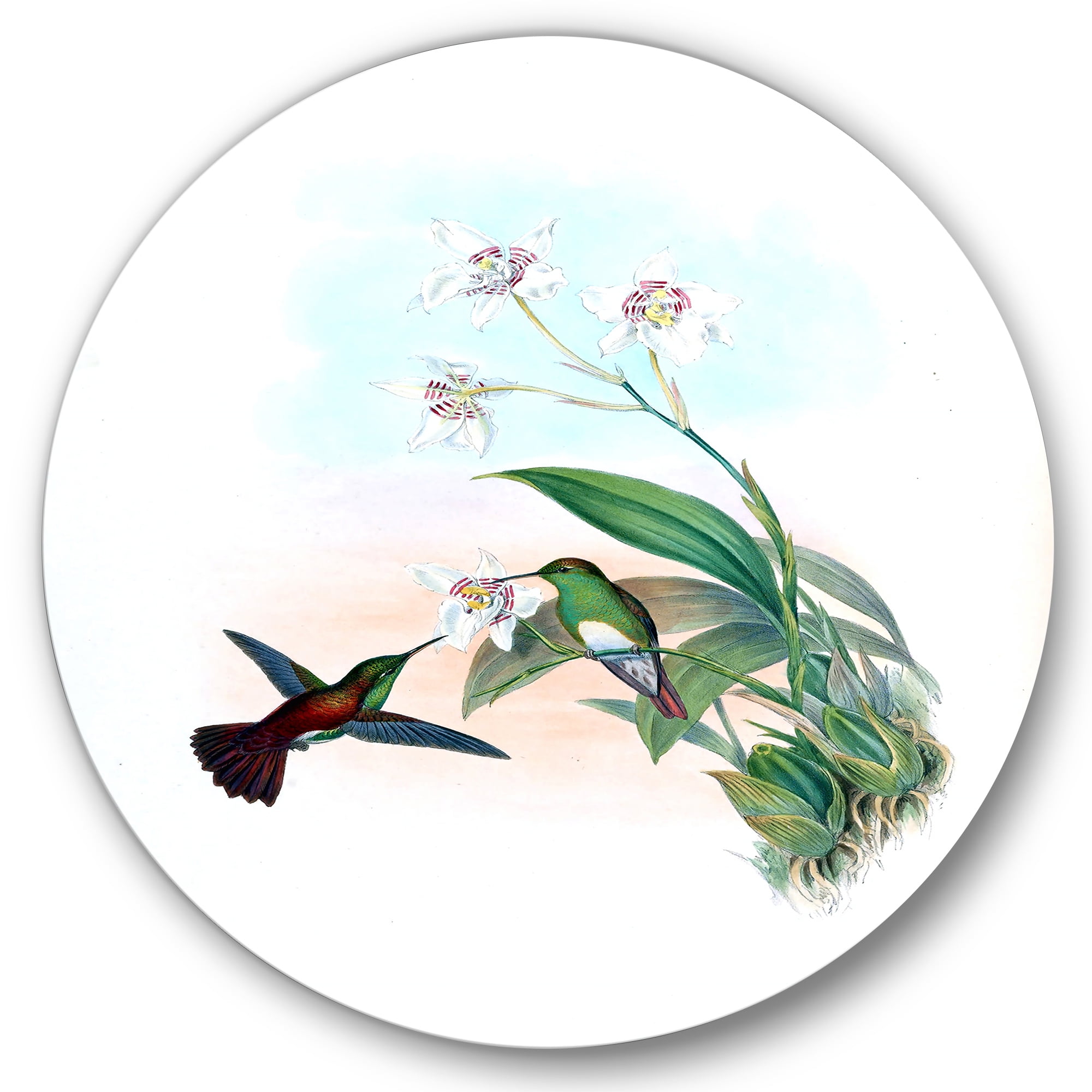 Designart 'Historic Hummingbird Flying To A Flower' Traditional Circle Metal Wall Art 23x23 - Disc of 23