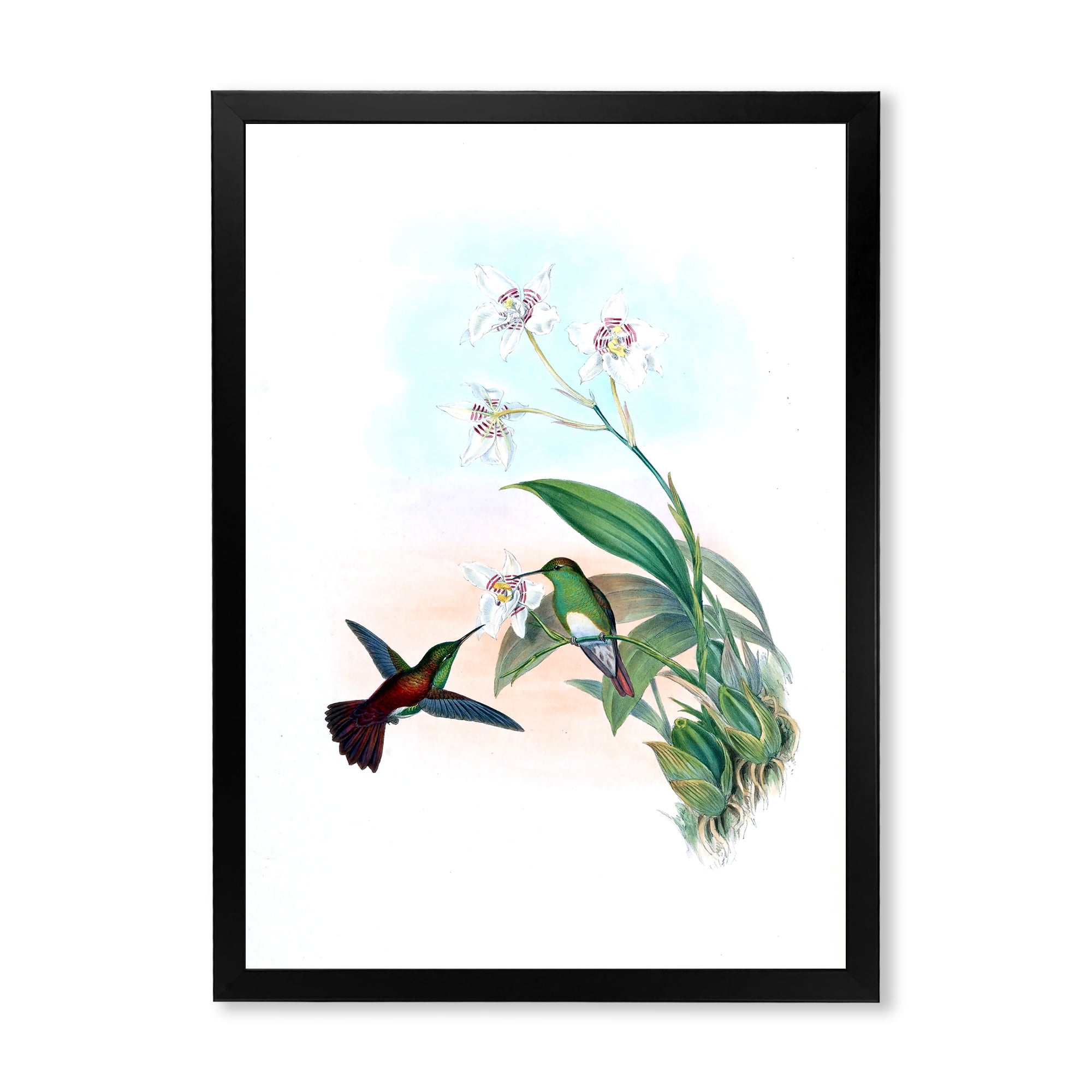 Designart 'Historic Hummingbird Flying To A Flower' Traditional Framed Art Print