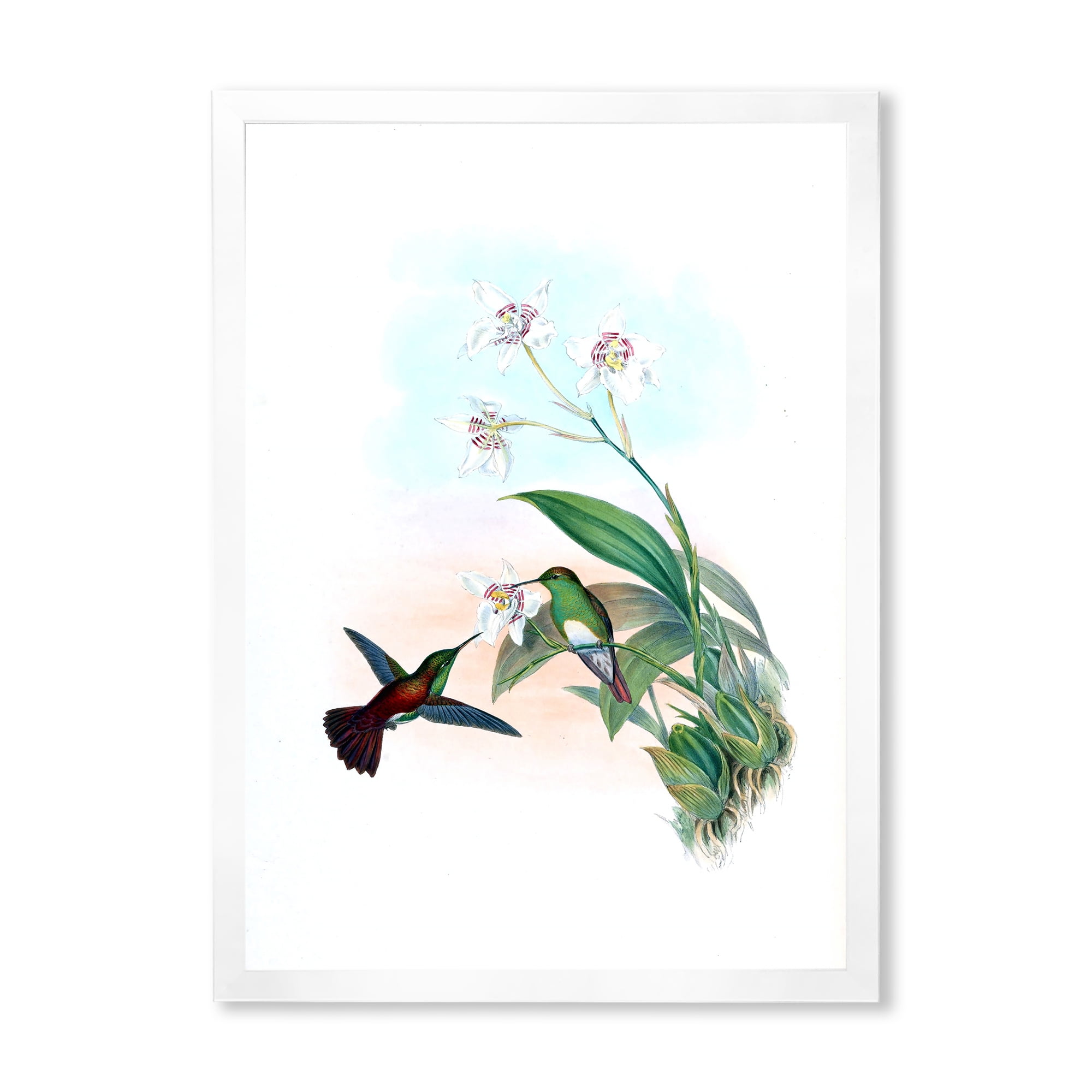 Designart 'Historic Hummingbird Flying To A Flower' Traditional Framed Art Print