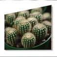 thumbnail image 1 of Designart "Jewels of the Desert Green Beige Cactus Mammillaria I" Floral Print on Natural Pine Wood, 1 of 5