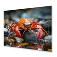 thumbnail image 1 of Designart "Jewels of the River Crayfish" Animals Metal Art Print, 1 of 1