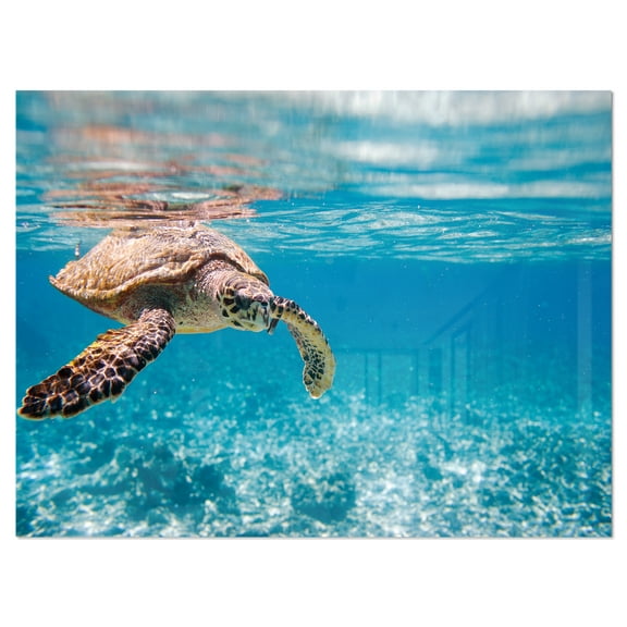 Designart 'Large Hawksbill Sea Turtle' Metal Wall Art