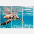 thumbnail image 1 of Designart 'Large Hawksbill Sea Turtle' Metal Wall Art, 1 of 3