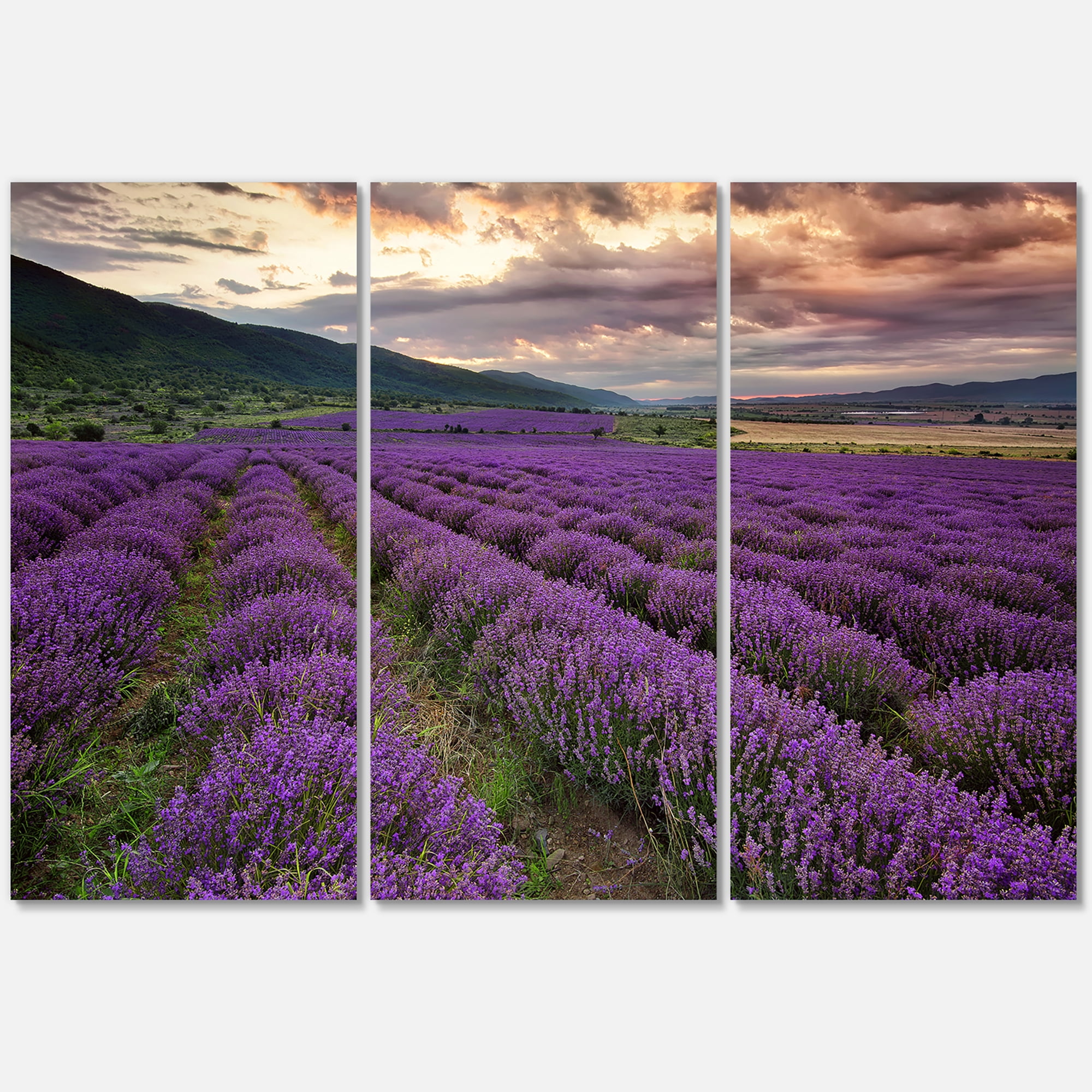 Designart ' Lavender Field At Sunrise I ' Farmhouse Canvas Wall Art Print