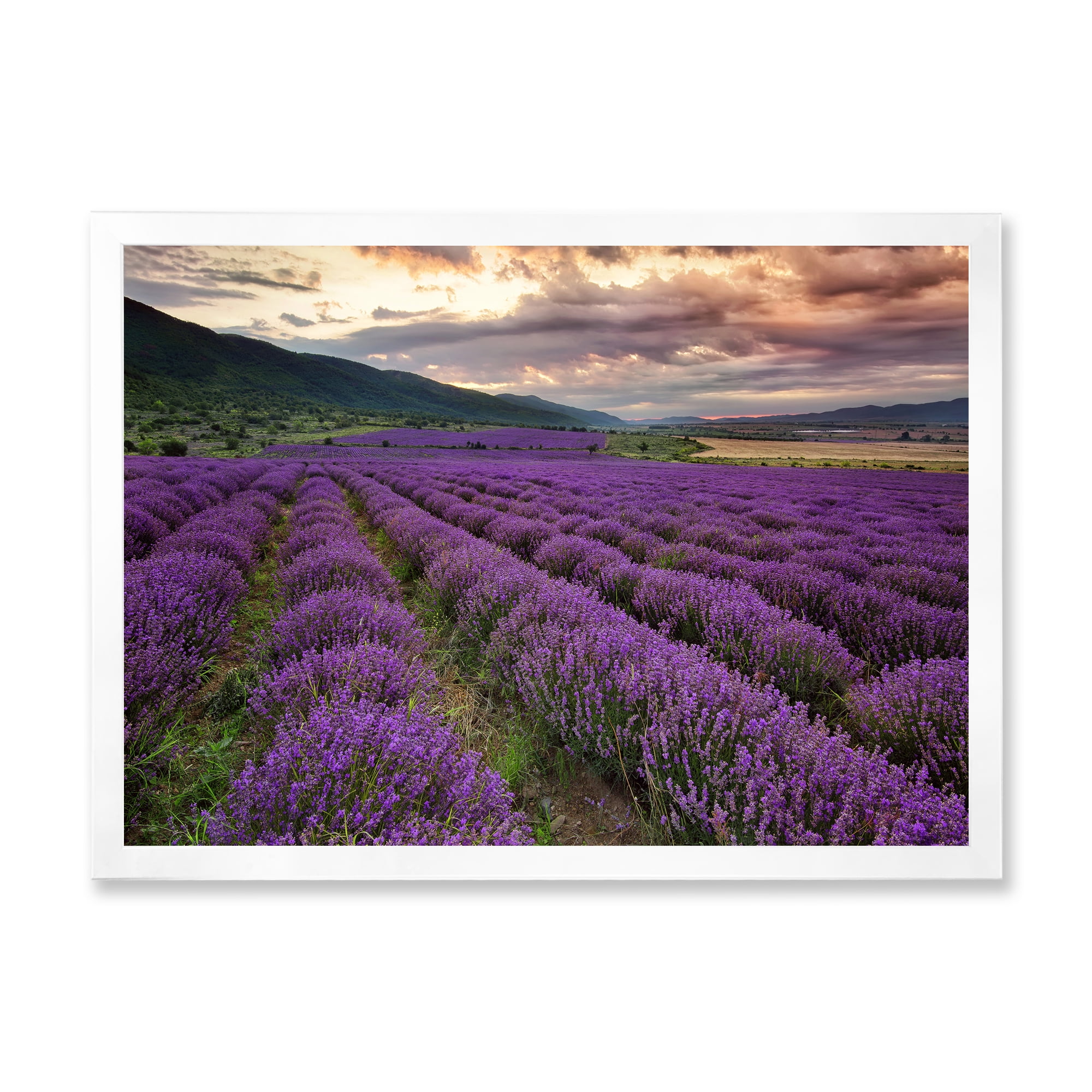 Designart 'Lavender Field At Sunrise I' Farmhouse Framed Art Print