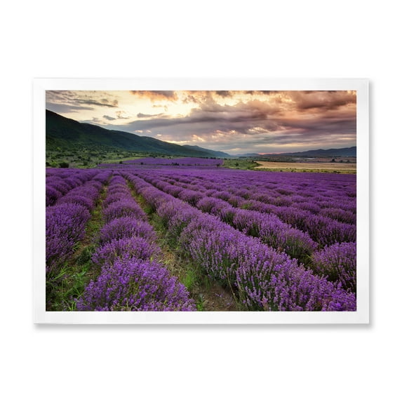 Designart 'Lavender Field At Sunrise I' Farmhouse Framed Art Print
