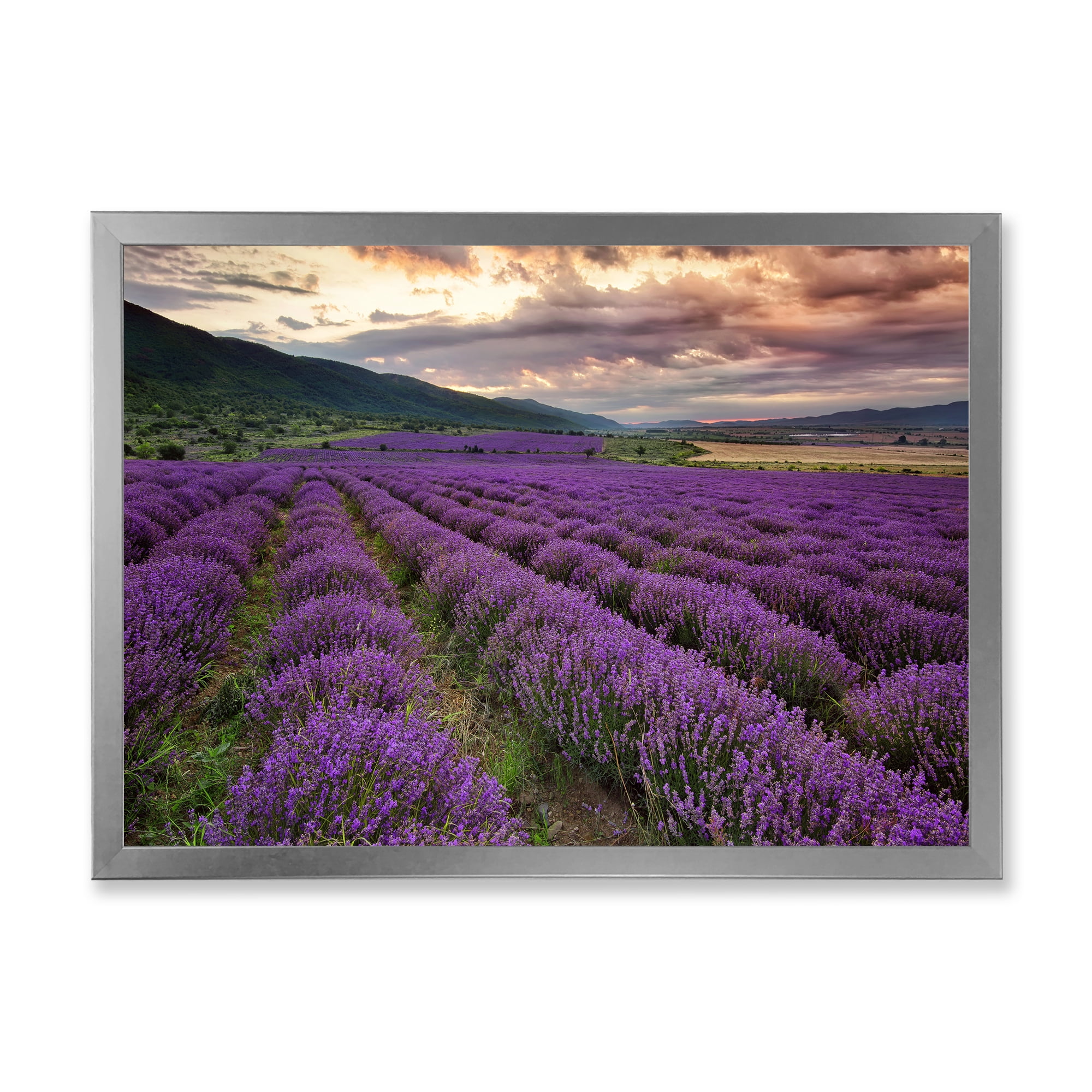 Designart 'Lavender Field At Sunrise I' Farmhouse Framed Art Print