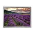 thumbnail image 1 of Designart 'Lavender Field At Sunrise I' Farmhouse Framed Art Print, 1 of 4