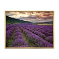 thumbnail image 1 of Designart 'Lavender Field At Sunrise I' Farmhouse Framed Canvas Wall Art Print, 1 of 5