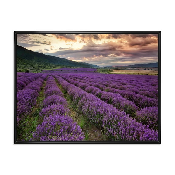Designart 'Lavender Field At Sunrise I' Farmhouse Framed Canvas Wall Art Print